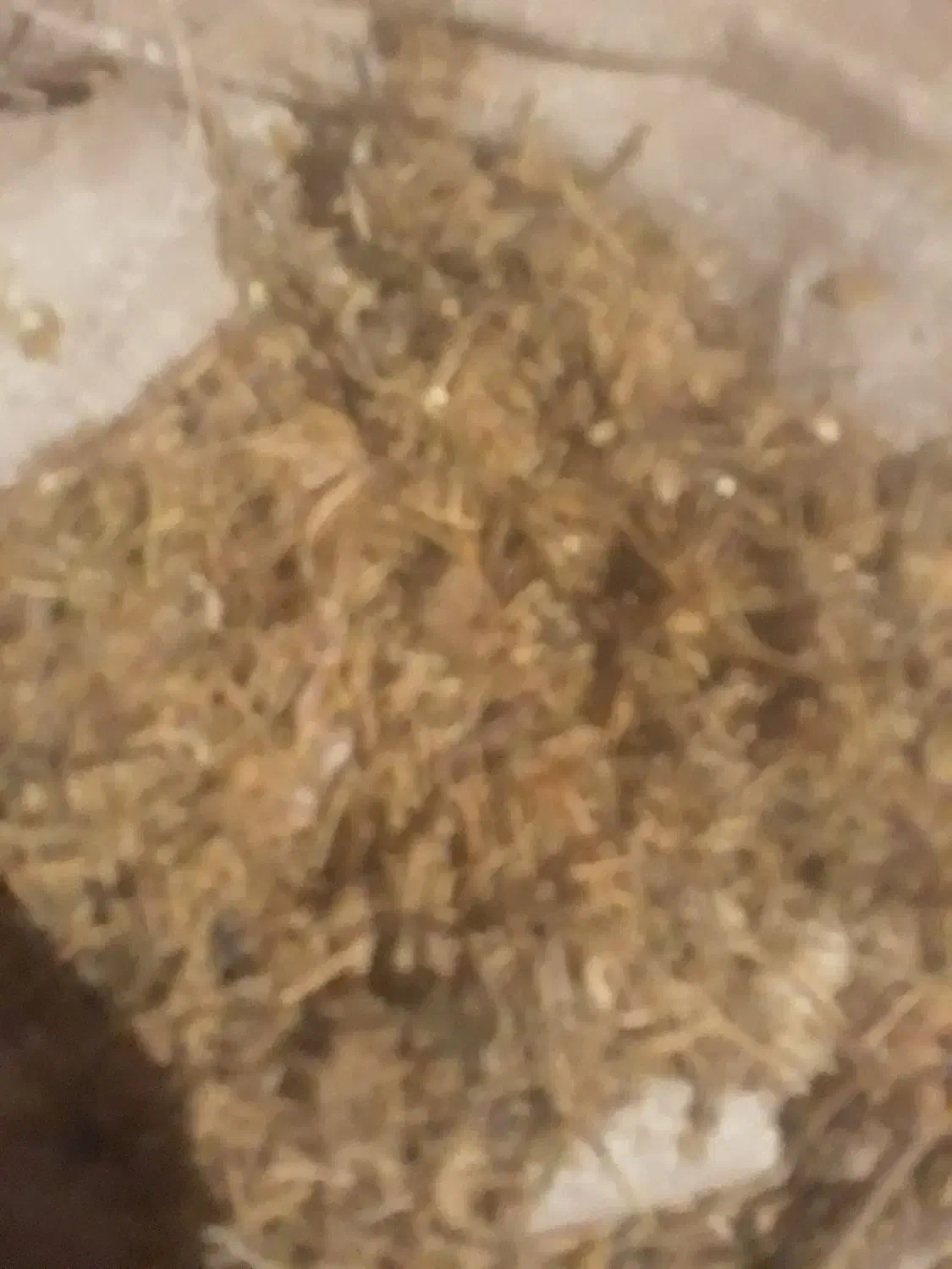 کاه عدس|حیوانات مزرعه|نیر (اردبیل), |دیوار