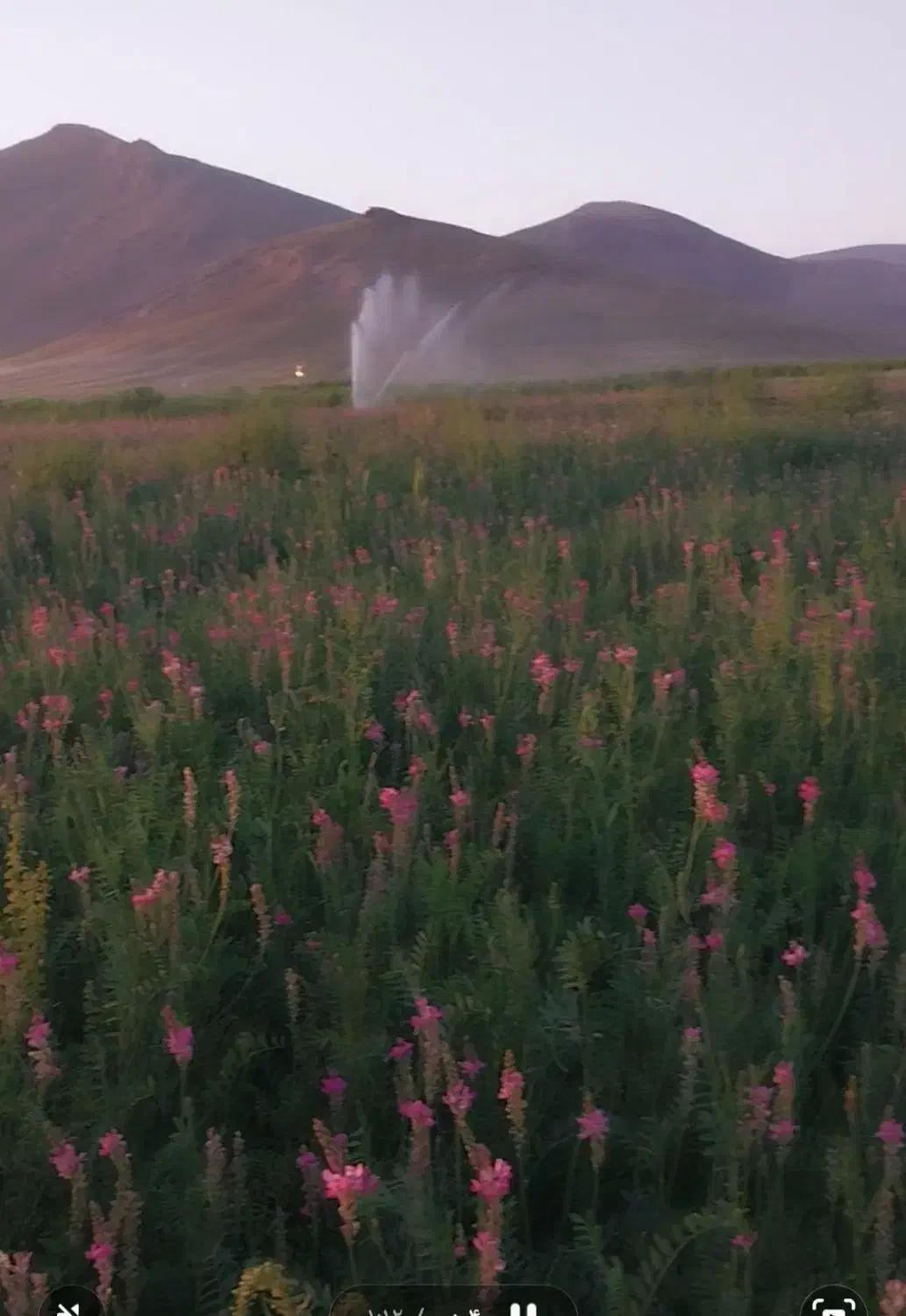 کاه یونجه|لوازم جانبی حیوانات|وردشت, |دیوار