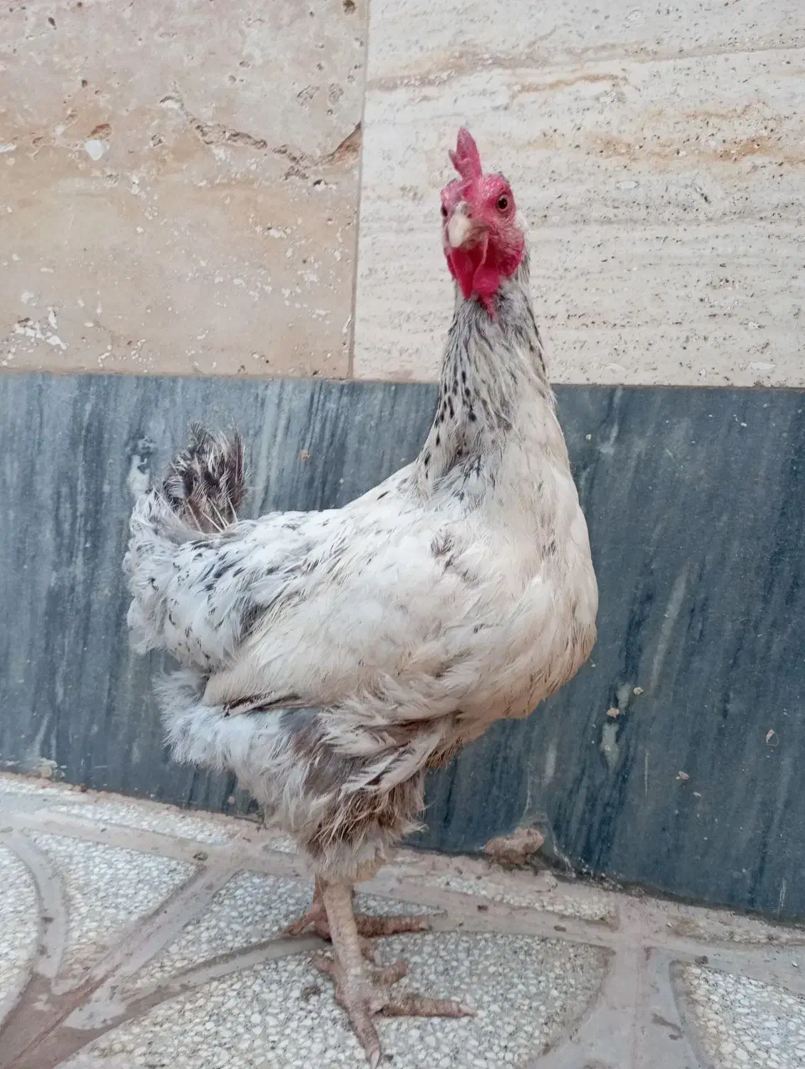 مرغ محلی|حیوانات مزرعه|شاهرود, |دیوار