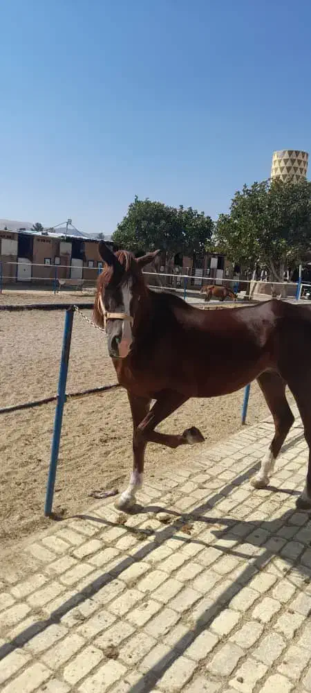 اسب عربی ماده قهوه ای|اسب و تجهیزات اسبسواری|صدرا-فارس, فاز ۱|دیوار
