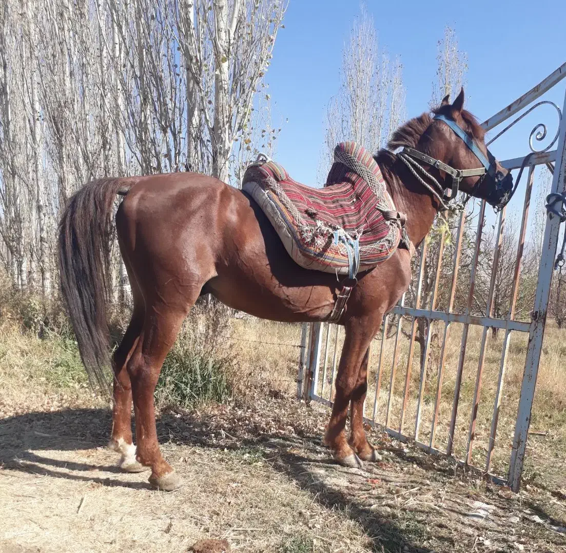 ضامن بار سواری|اسب و تجهیزات اسب‌سواری|ارومیه, |دیوار
