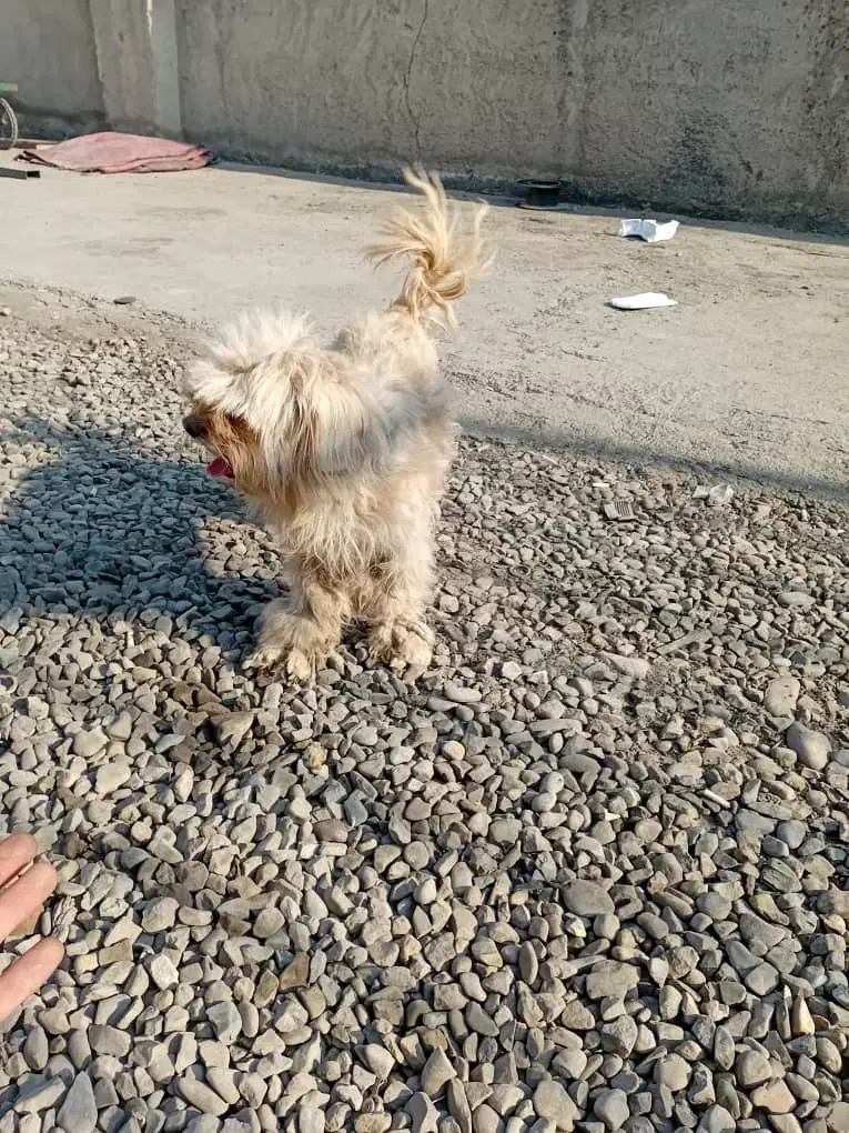 صگ نژاد دار|سگ|پاکدشت, پاکدشت (مامازند)|دیوار