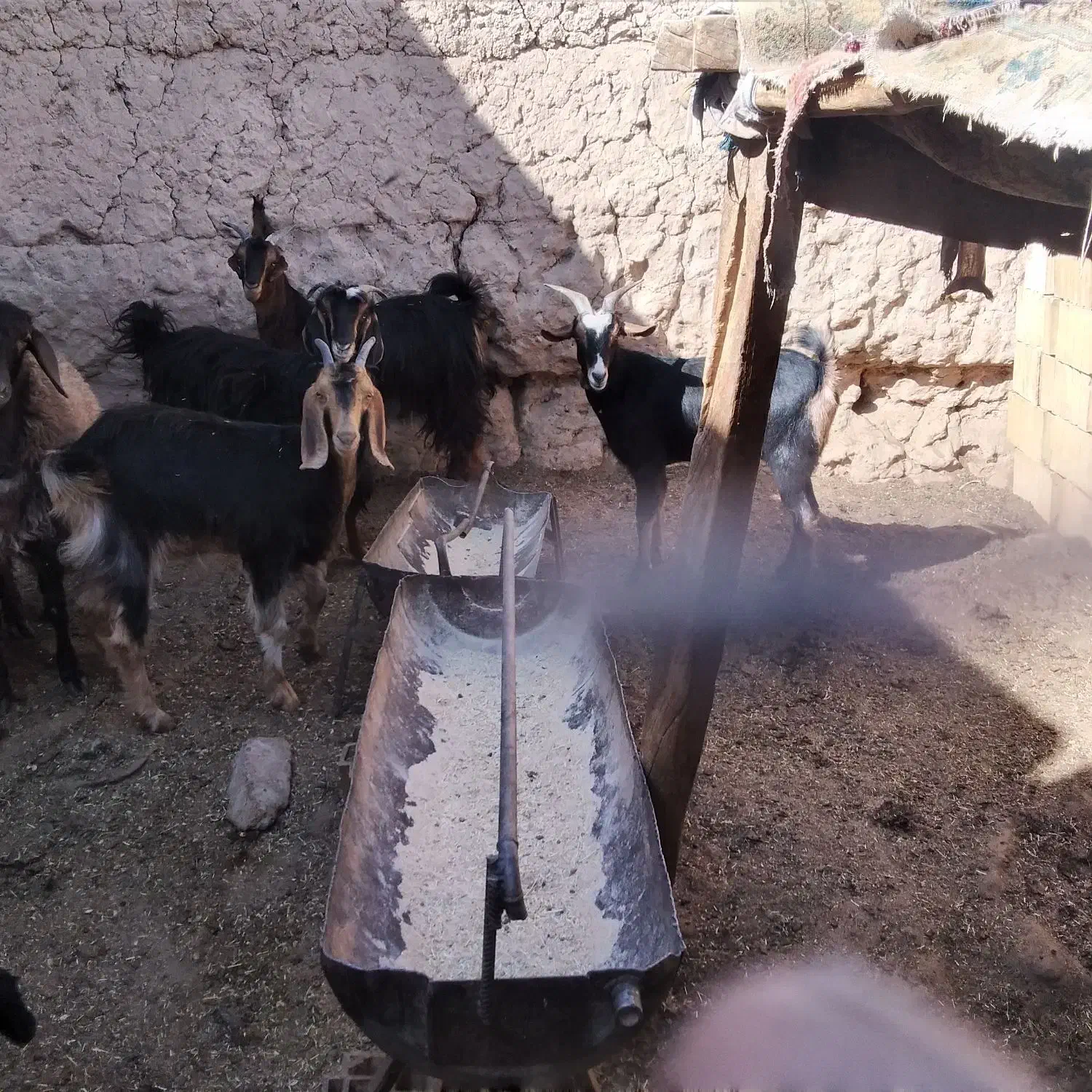 کهره ماده چاق کشتنی|حیوانات مزرعه|میبد, |دیوار