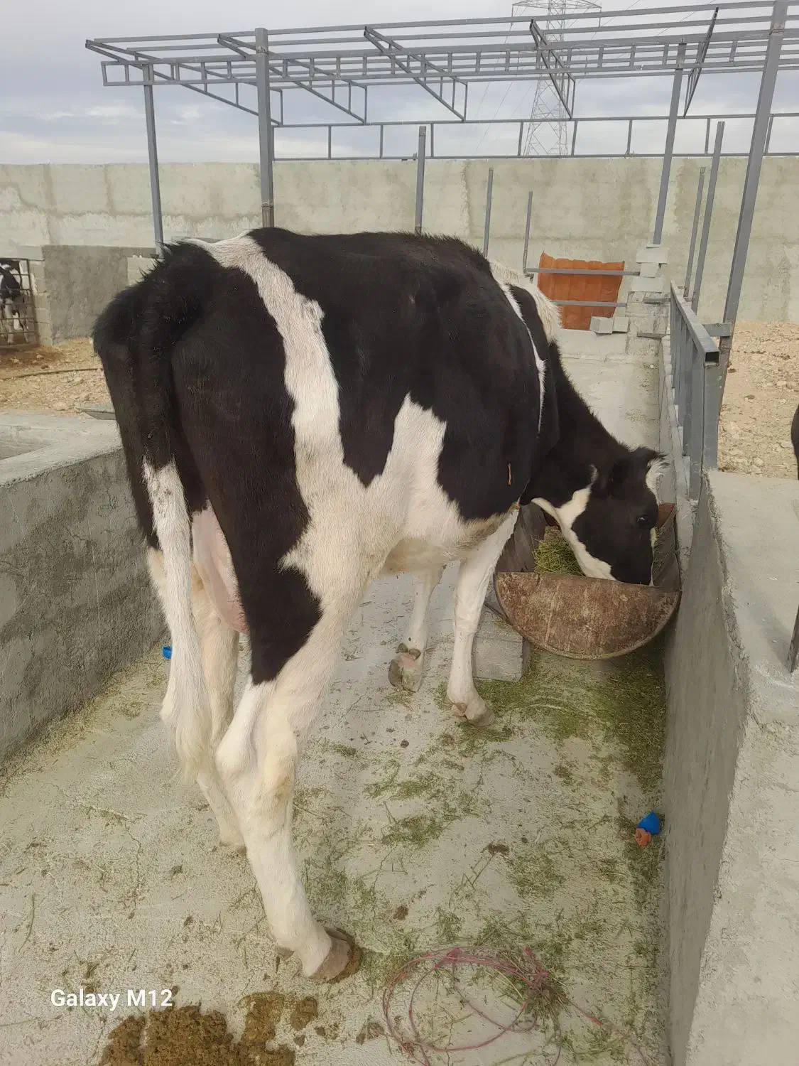 گاو گوساله نوبر شیری جنس خالص ۱۱۵ ملیون|حیوانات مزرعه|شیراز, بید زرد|دیوار