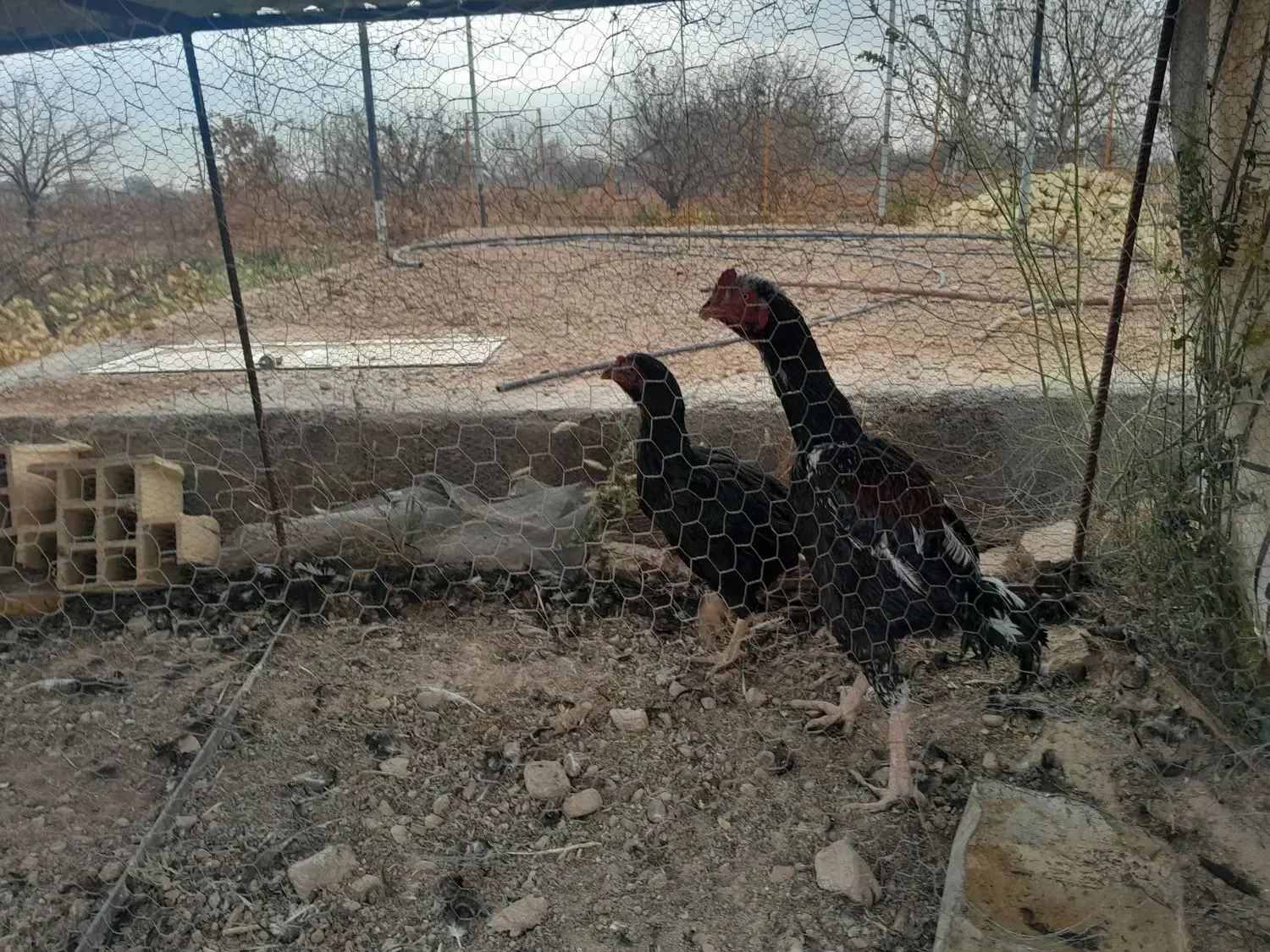 فروش مرغ و خروس لاری|حیوانات مزرعه|ابهر, |دیوار