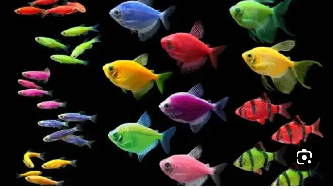 ماهی اکواریوم تجهیزات|ماهی|سردشت, |دیوار