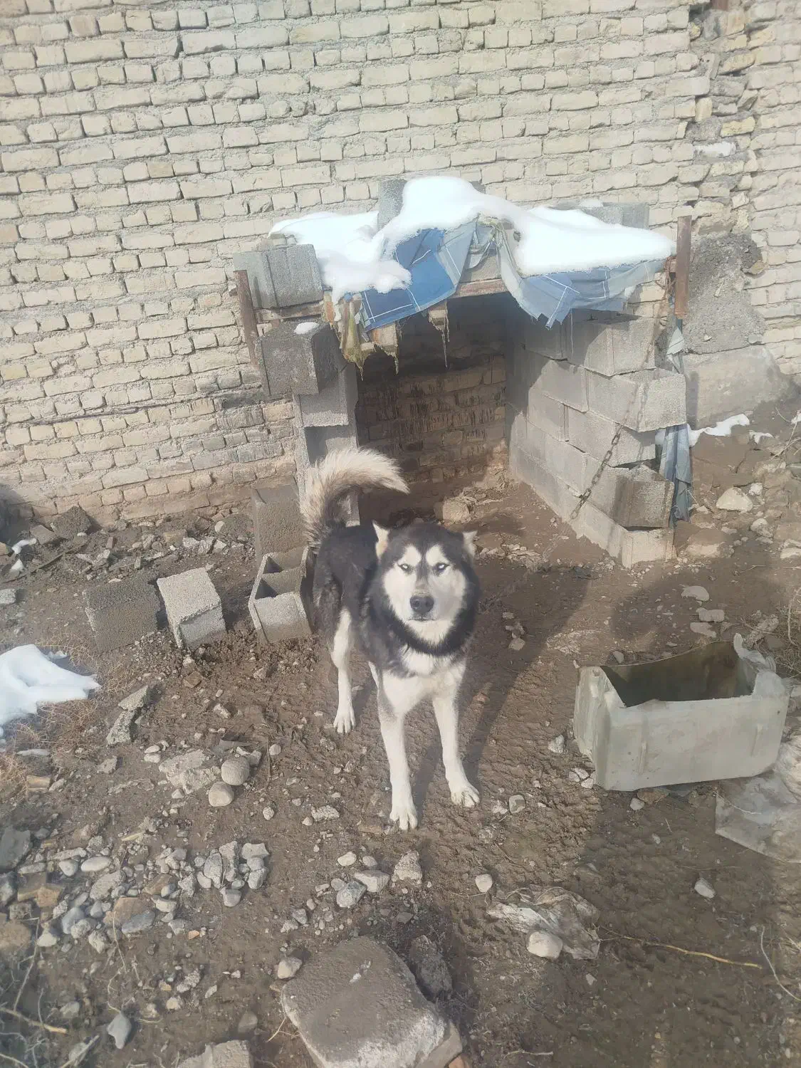 هاسکی|سگ|مشهد, شهرک صنعتی مشهد|دیوار