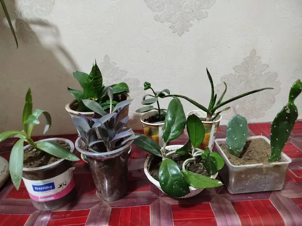 گل اپارتمانی|گل و گیاه طبیعی|تبریز, |دیوار