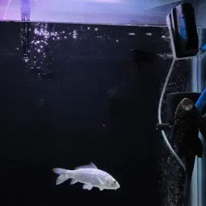 ماهی کوی|ماهی|تهران, افسریه جنوبی|دیوار