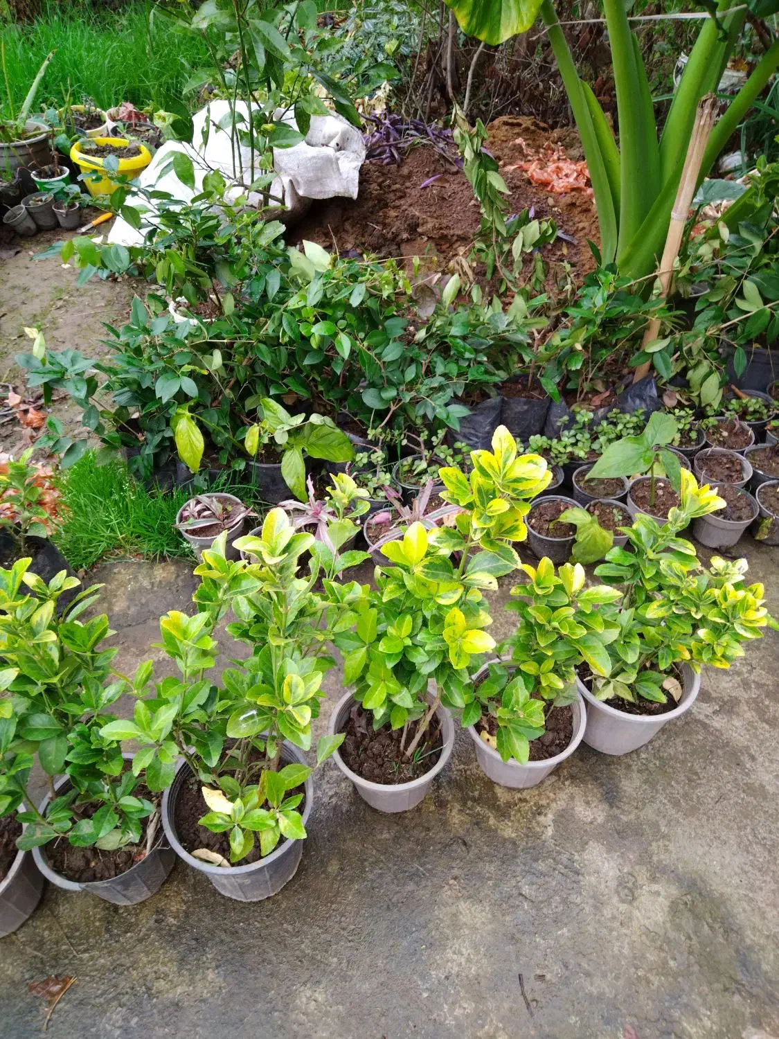 شمشاد طلایی|گل و گیاه طبیعی|رودسر, |دیوار