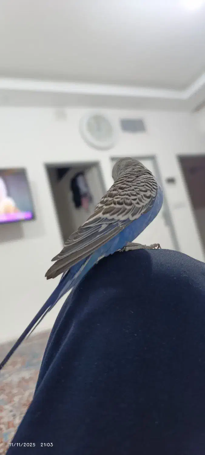 مرغ عشق دستی|پرنده|مشهد, شهید معقول|دیوار