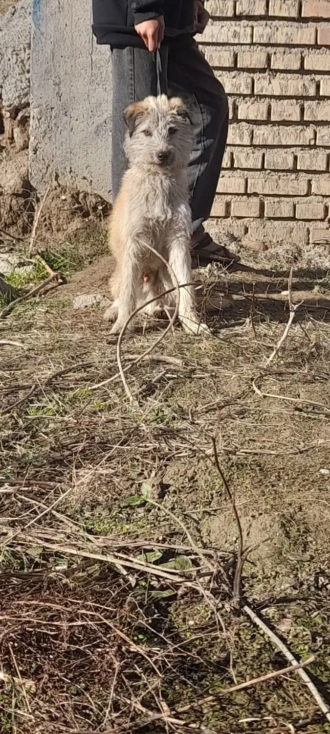 شیتزو|سگ|تاتار علیا, |دیوار