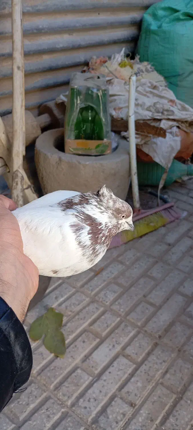 کفتر شازده،سینه دم سیاه|پرنده|نائین, |دیوار