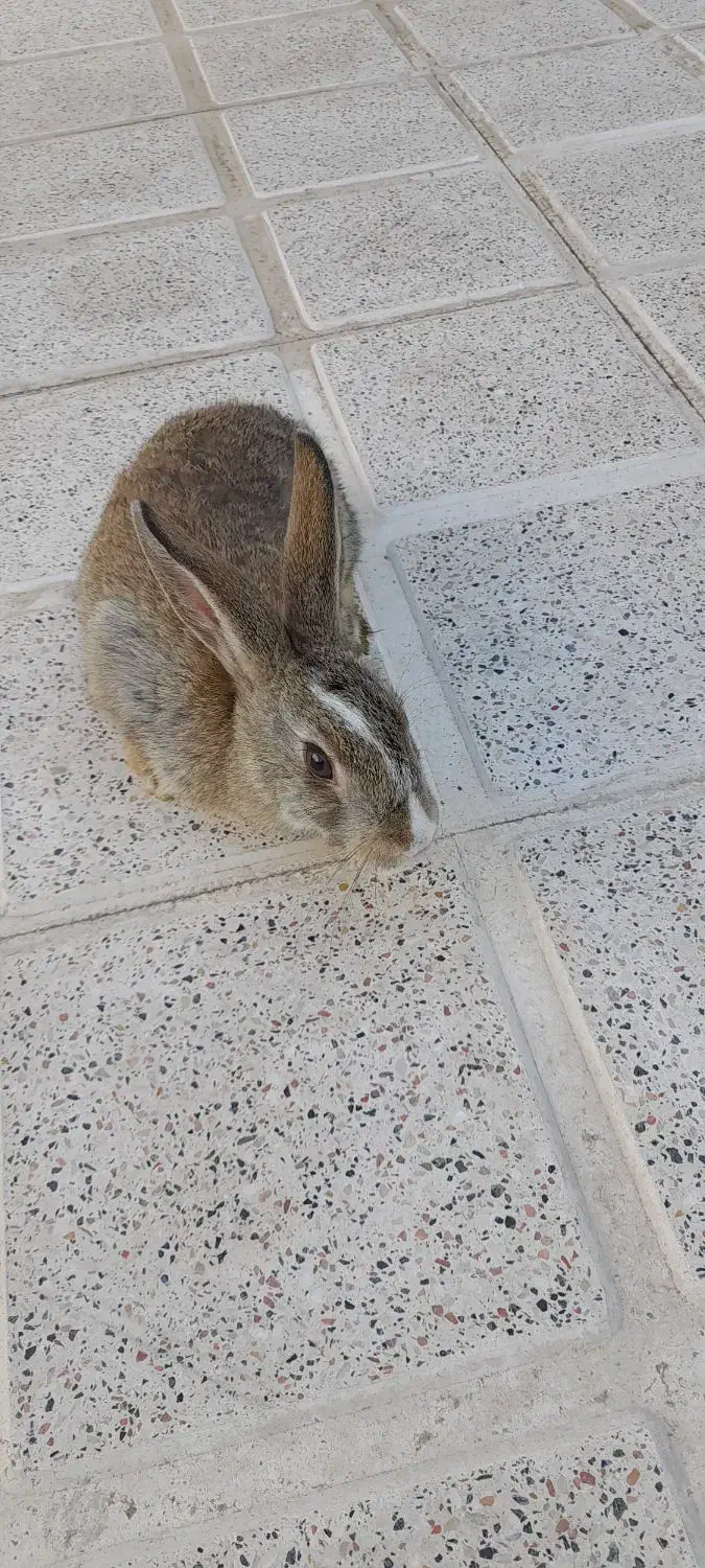 خرگوش|موش و خرگوش|تربت جام, کشتارگاه|دیوار