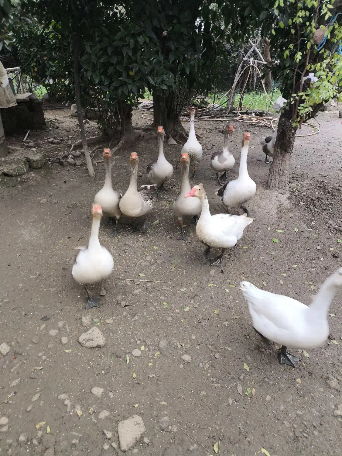 غاز نر|حیوانات مزرعه|فومن, |دیوار