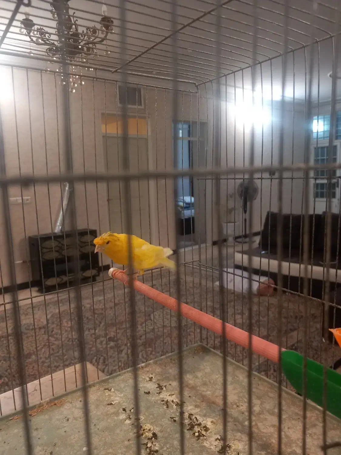 تعدادی قناری|پرنده|کرمان, |دیوار