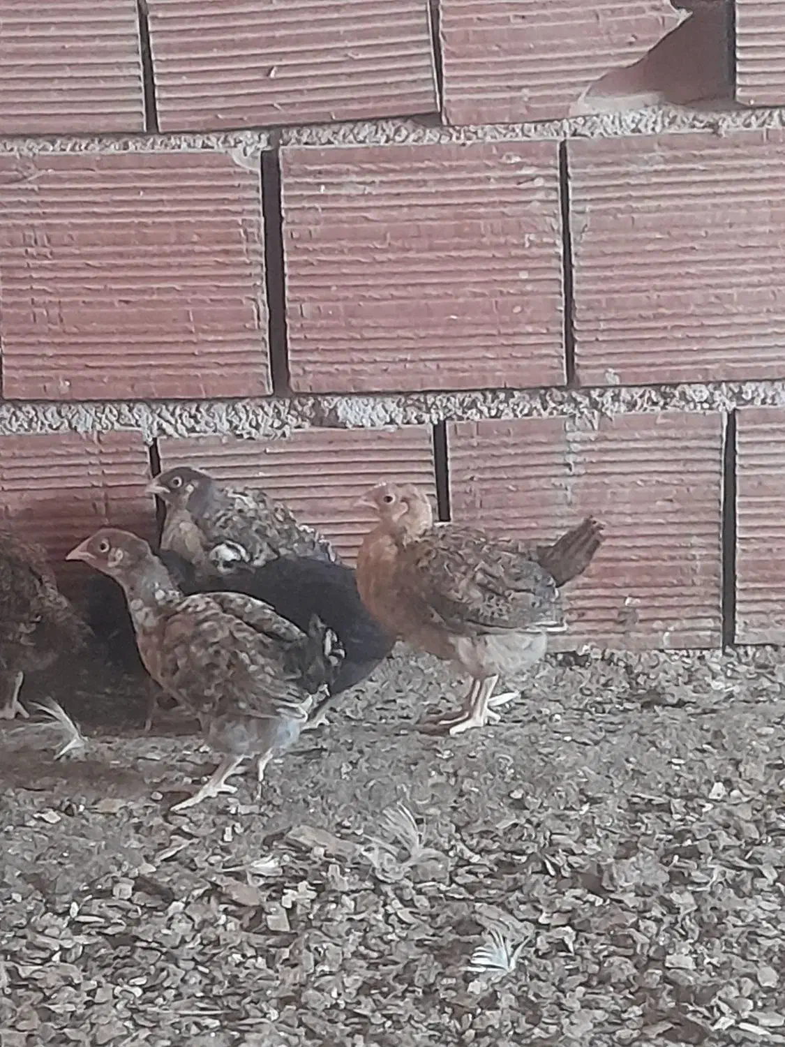 جوجه محلی|حیوانات مزرعه|قائم‌شهر, |دیوار