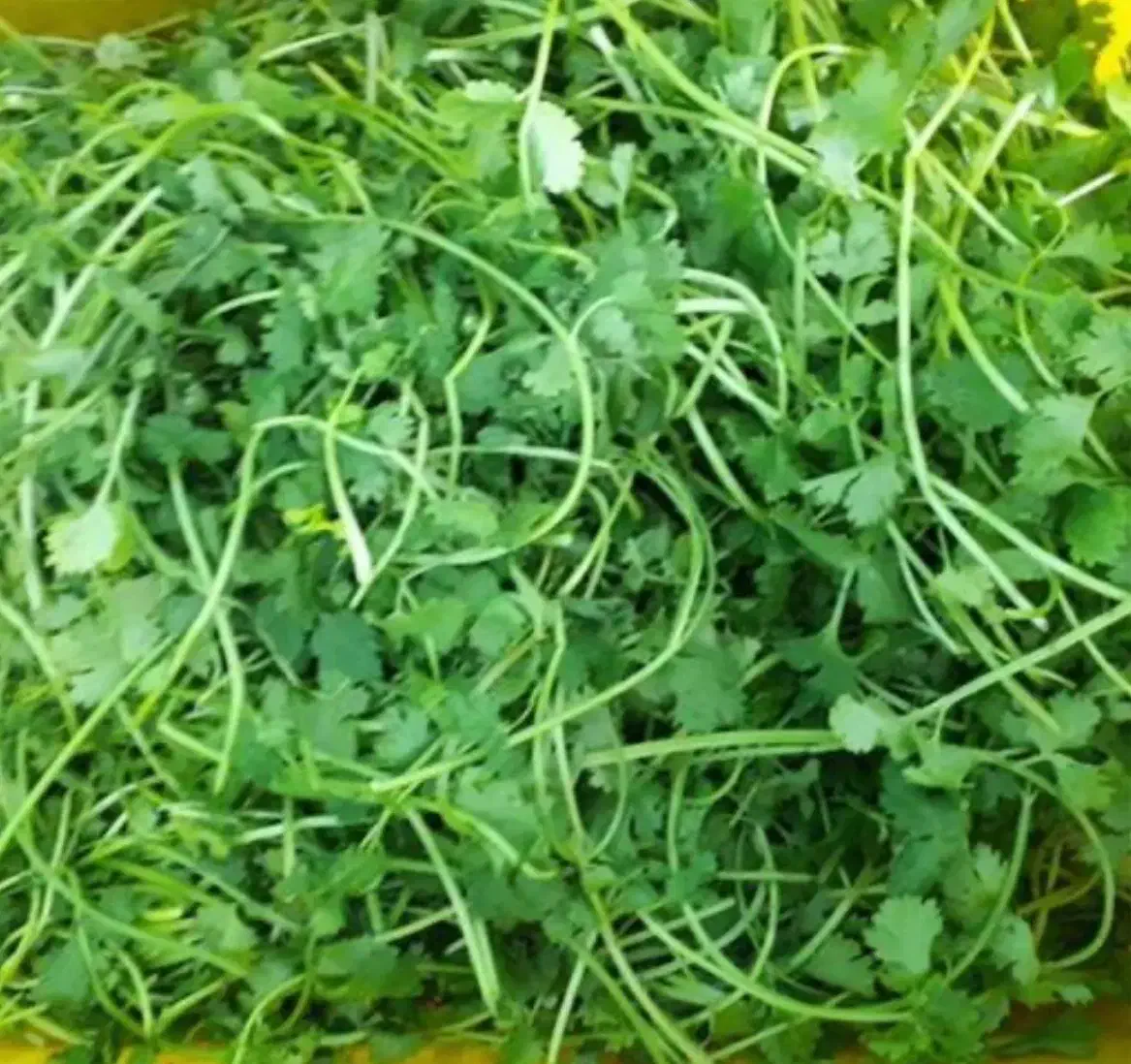 سبزی تازه|حراج|باقرشهر, |دیوار