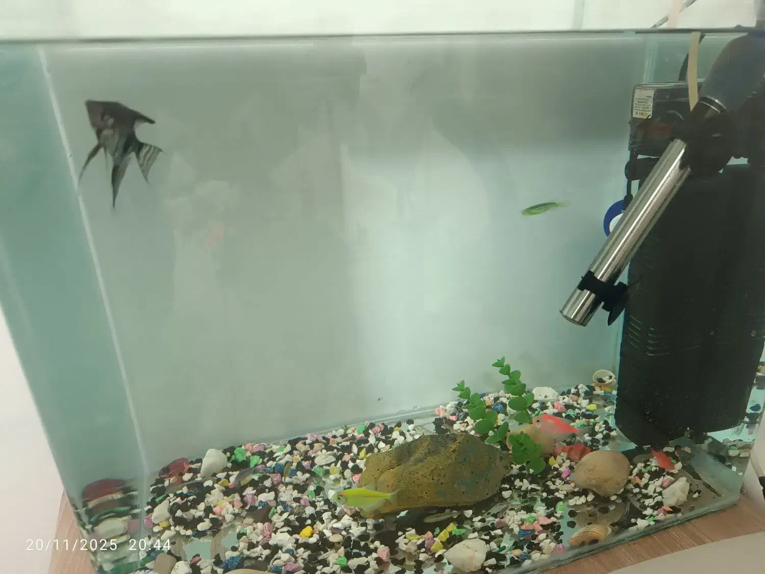 آکواریوم شیشه خم بزرگ  با ماهی و‌لوازم|ماهی|مشهد, مشکینی (شهرک غرب)|دیوار