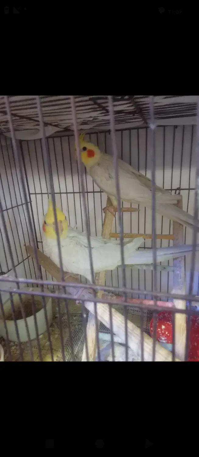 عروس هلندی لوتینو|پرنده|گرمسار, |دیوار