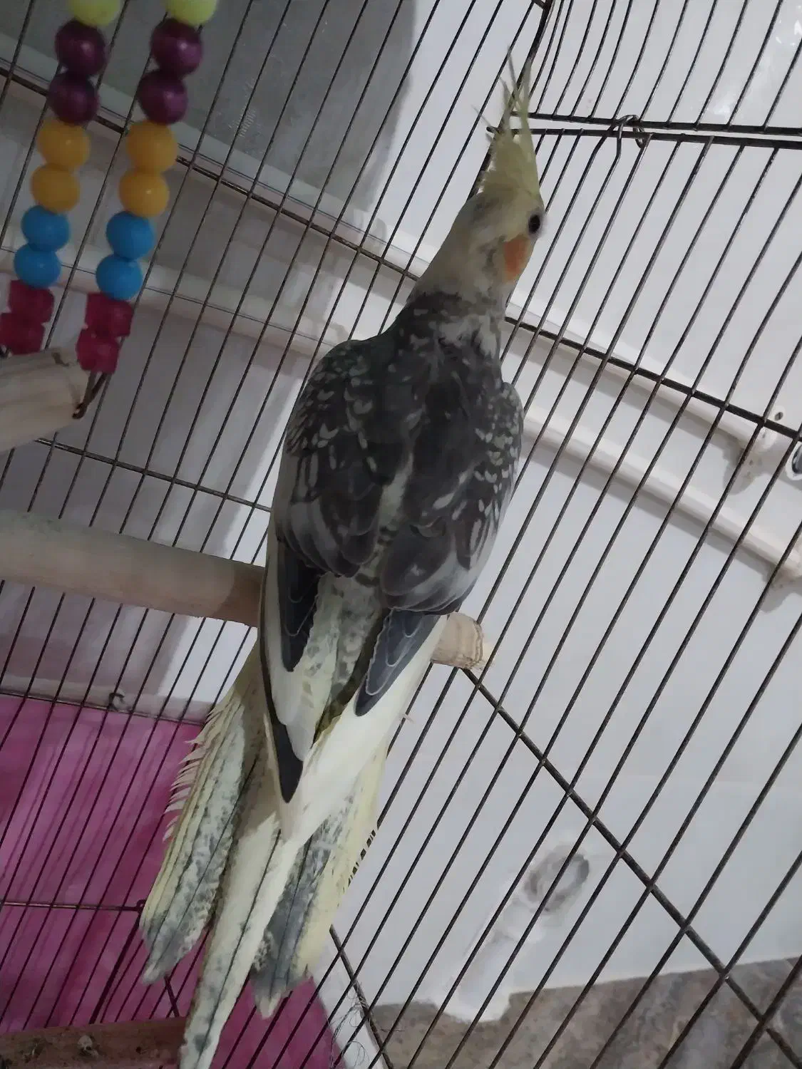 عروس هلندی|پرنده|گیان, |دیوار