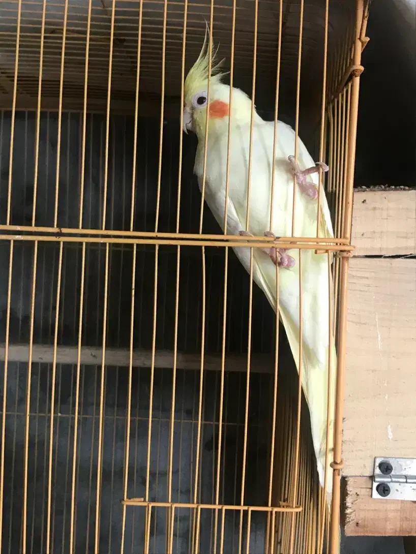 جفت عروس هلندی لوتینو مولد|پرنده|محمودآباد, |دیوار