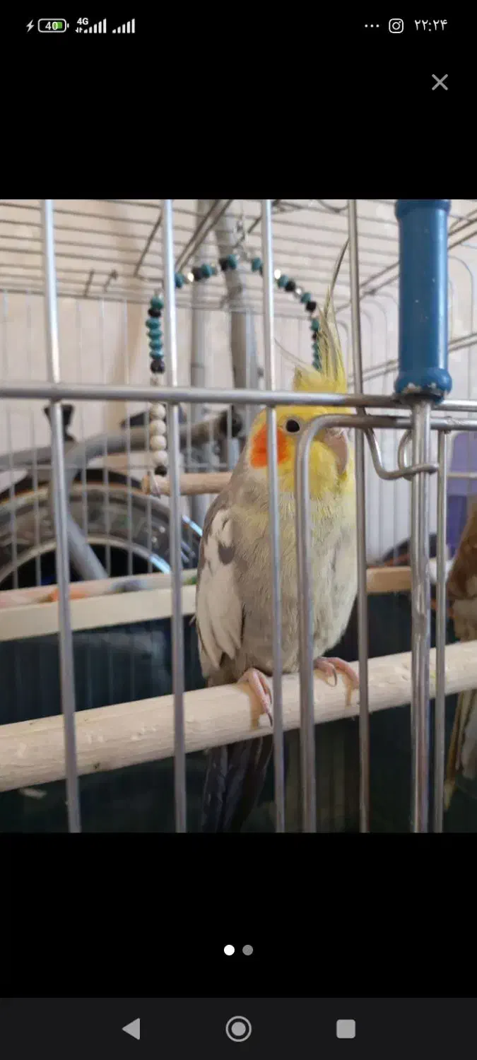 فروش یک عدد عروس هلندی سخنگو|پرنده|شاهدشهر, |دیوار