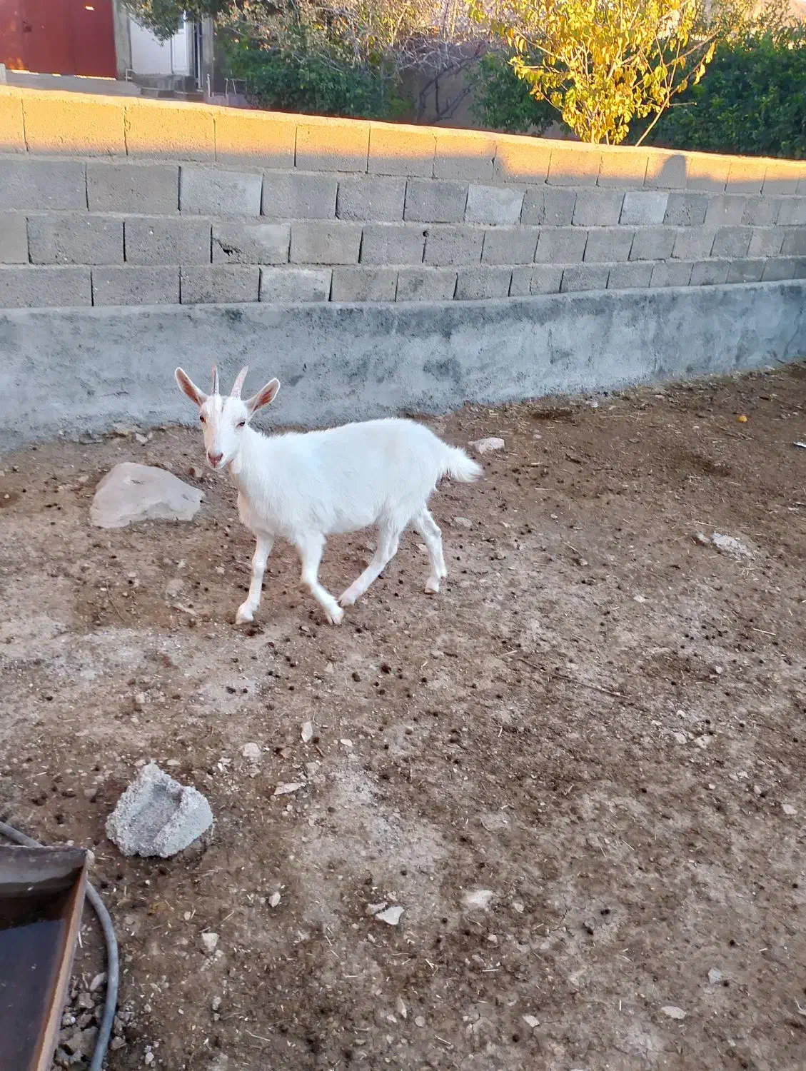 بز سانن اصل درجه یک|حیوانات مزرعه|دشت ذهاب, |دیوار