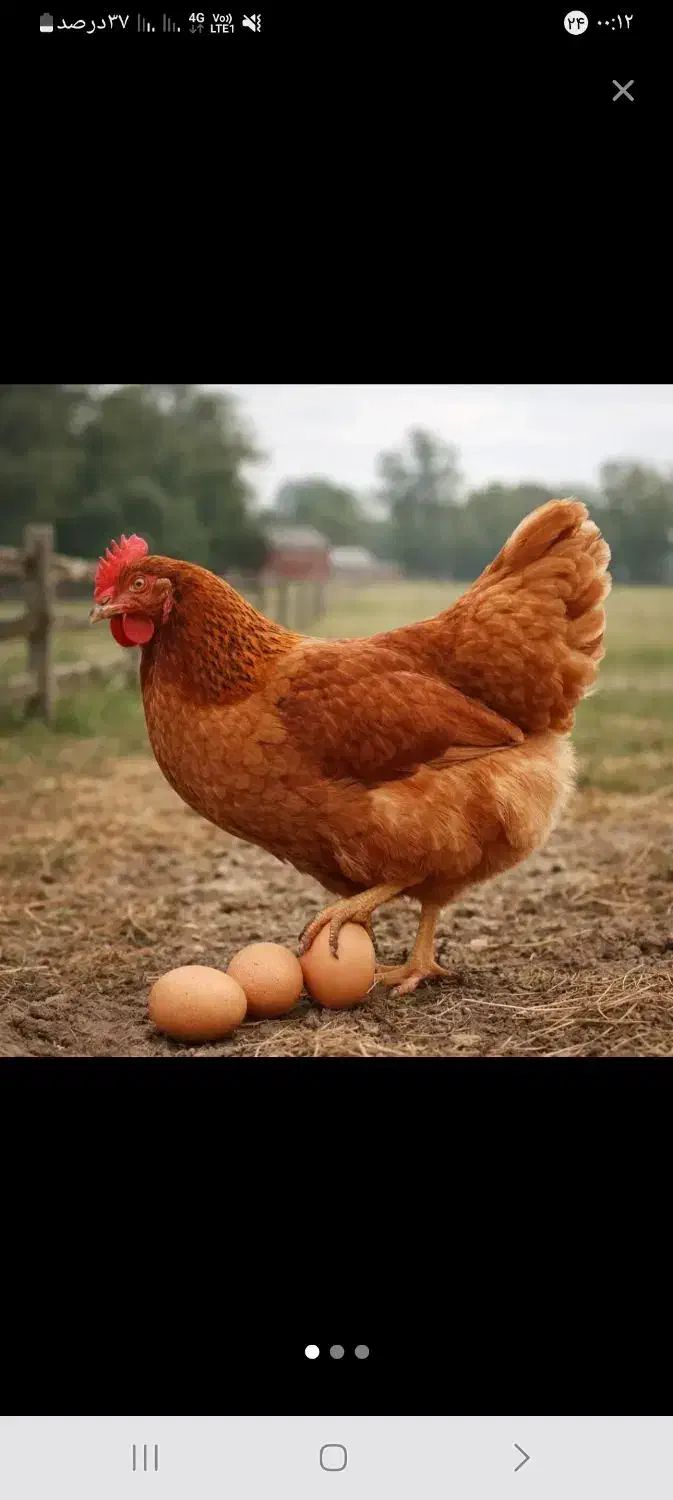 تخم مرغ محلی|حیوانات مزرعه|فولادشهر, مسکن مهر فولادشهر|دیوار