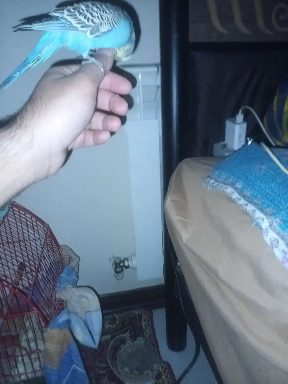 مرغ عشق دست مولد|پرنده|شاهینشهر, مسکن مهر|دیوار