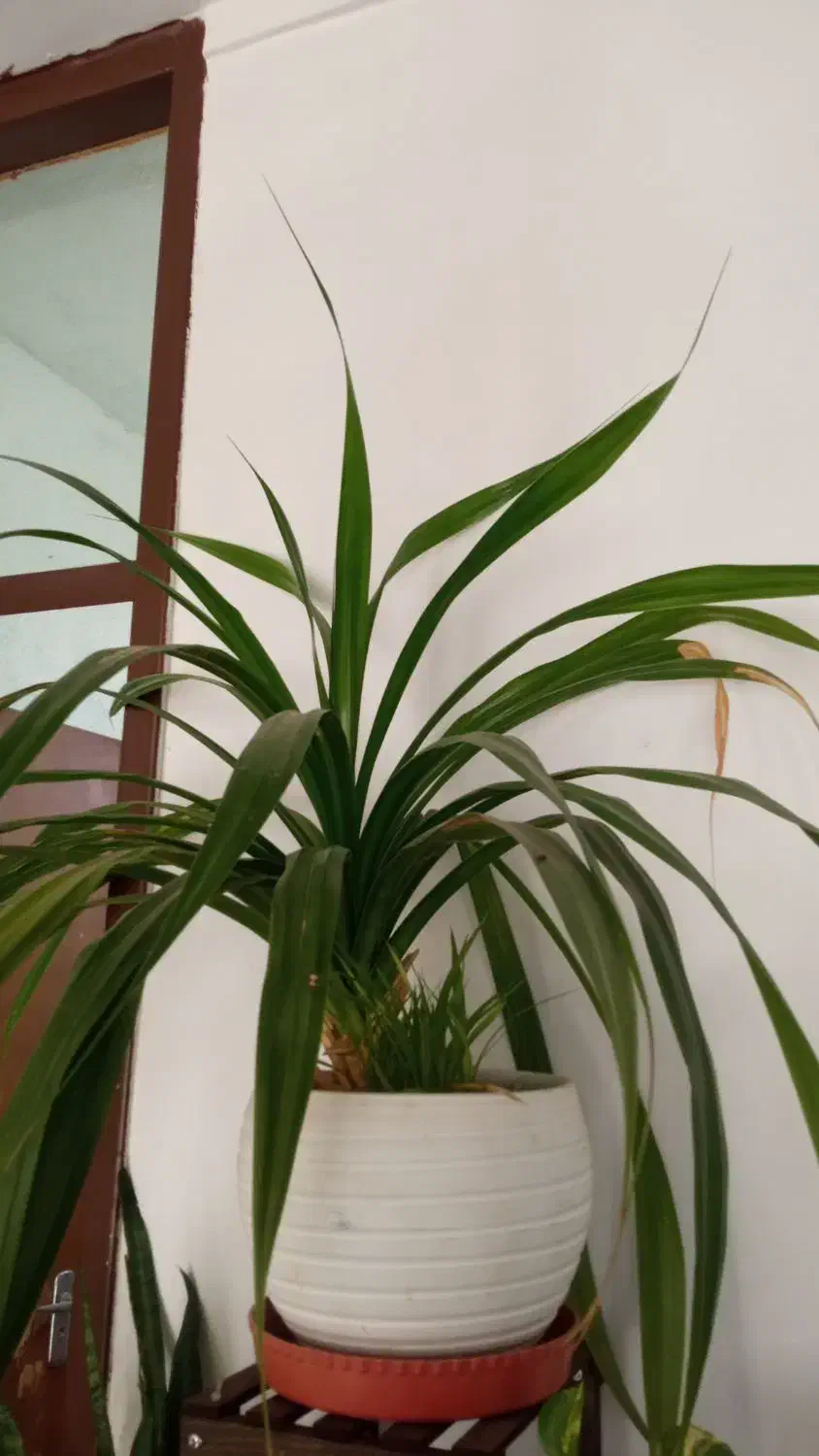 گل پاندانوس|گل و گیاه طبیعی|جهرم, |دیوار