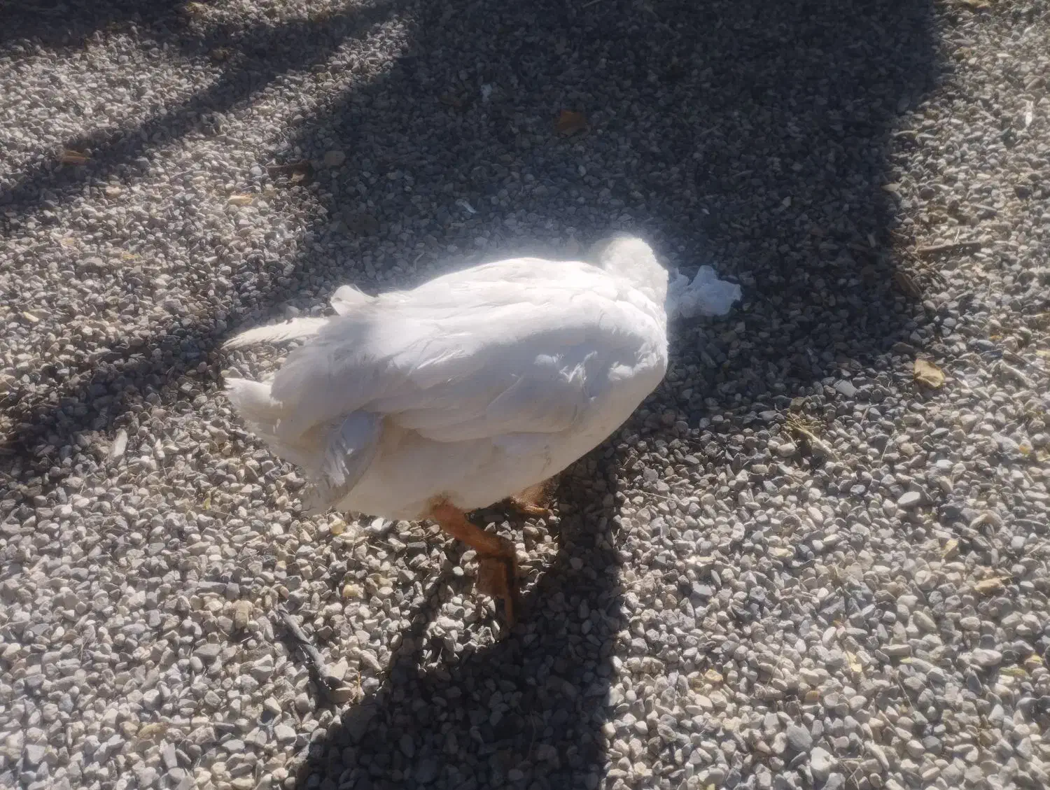 غاز محلی ارگانیک|حیوانات مزرعه|الیگودرز, |دیوار