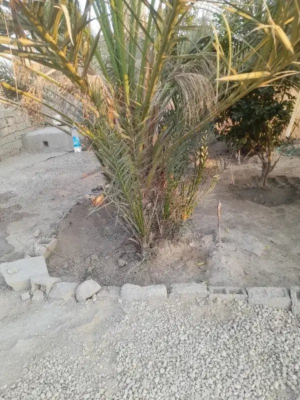 دمیت حاج باقری اصل|گل و گیاه طبیعی|ریگ, |دیوار