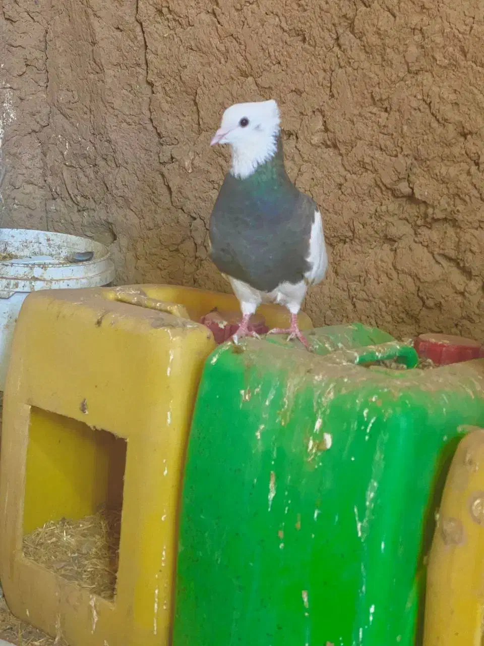 طوقی اجوری ماده|پرنده|تربت‌حیدریه, جانبازان|دیوار