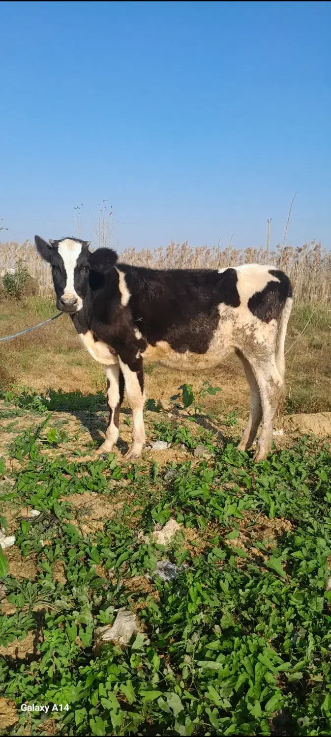 لیشه هولشتاین گوساله گاو|حیوانات مزرعه|رشت, کوی مهر|دیوار