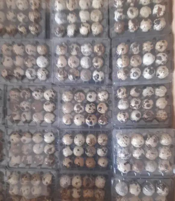 تخم بلدرچین|حیوانات مزرعه|قم, سید معصوم|دیوار