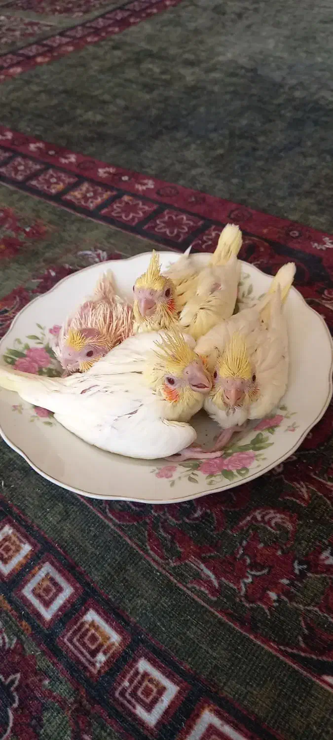 جفت مولد عروس هلندی و طوطی کتوله|پرنده|رفسنجان, |دیوار