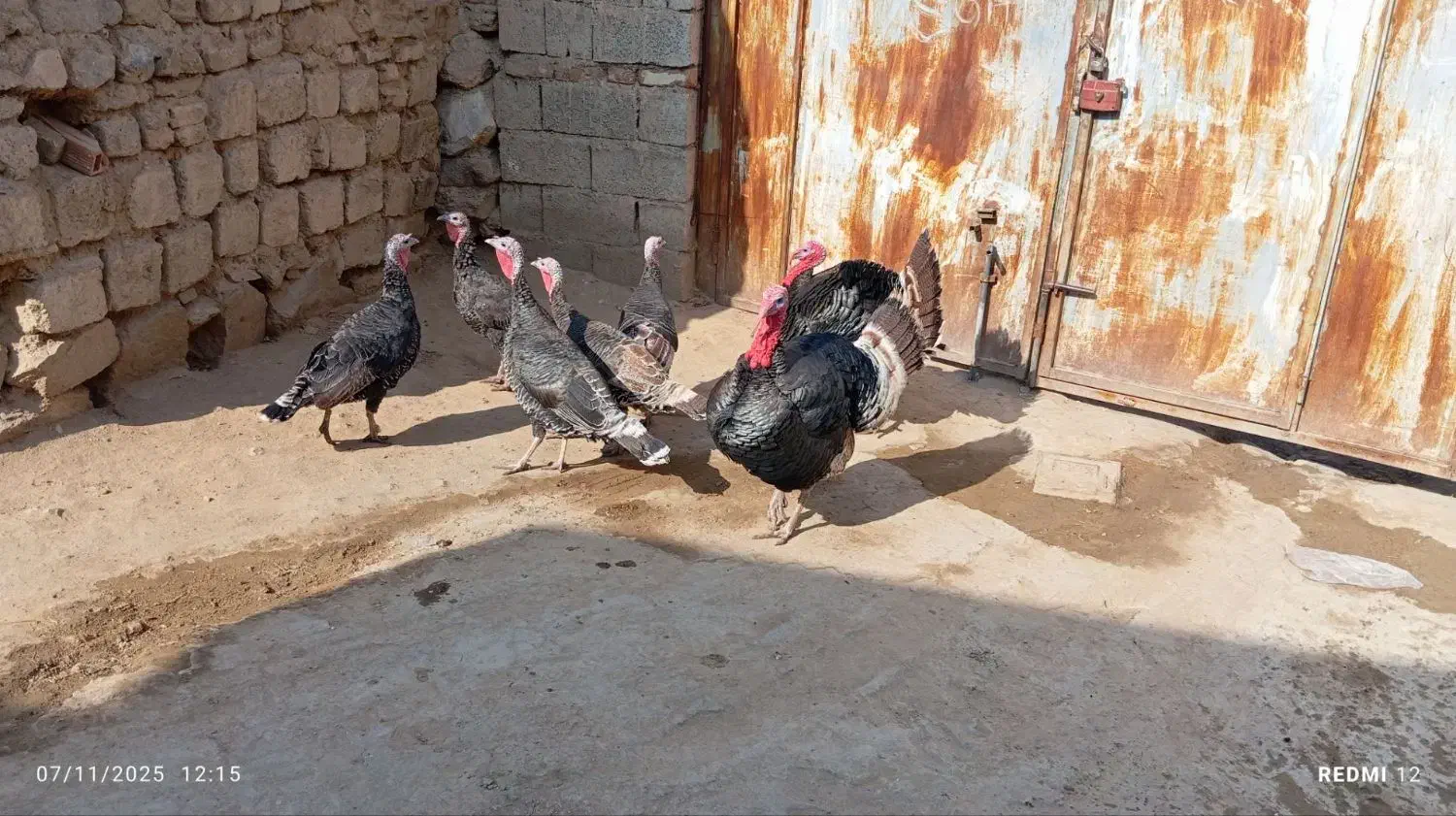 دو بوقلمون نر پنج بوقلمون ماده|حیوانات مزرعه|انزل, |دیوار