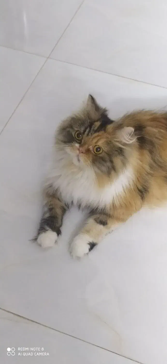 گربه پرشین|گربه|بالا ولایت, |دیوار