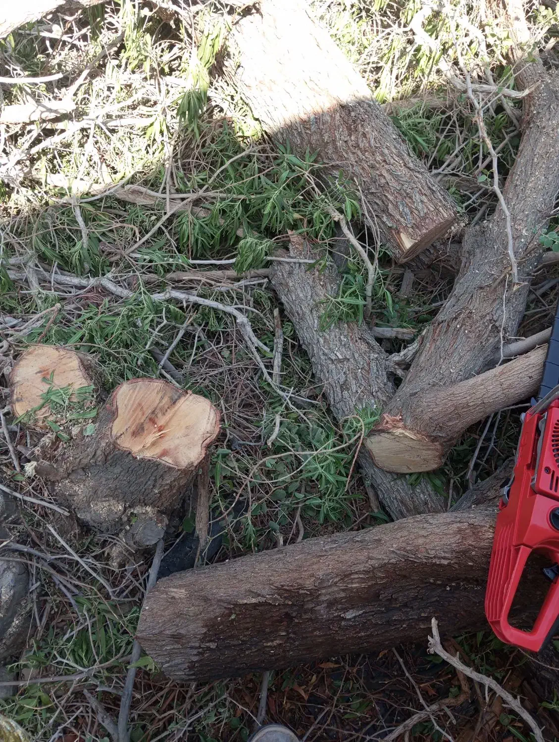 قطع درختان با اره برقی|خدمات باغبانی و درختکاری|ایرانشهر, |دیوار