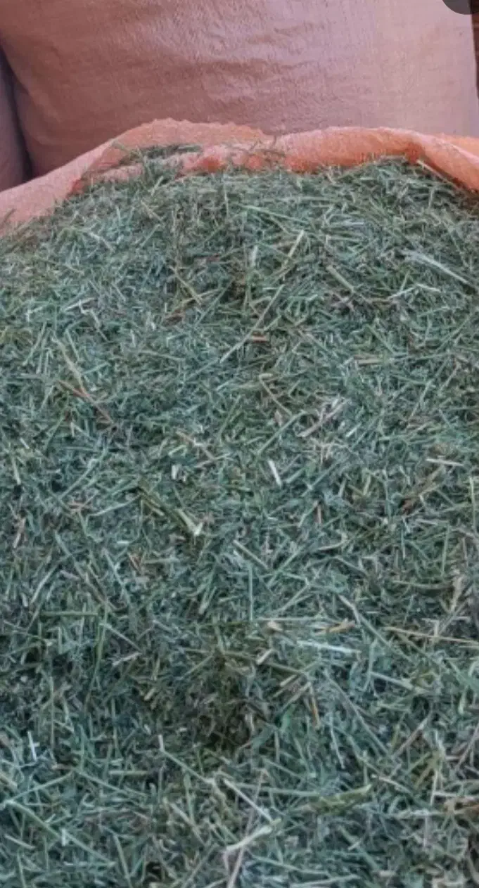 یونجه‌ سبز بهبهان|لوازم جانبی حیوانات|رامهرمز, |دیوار