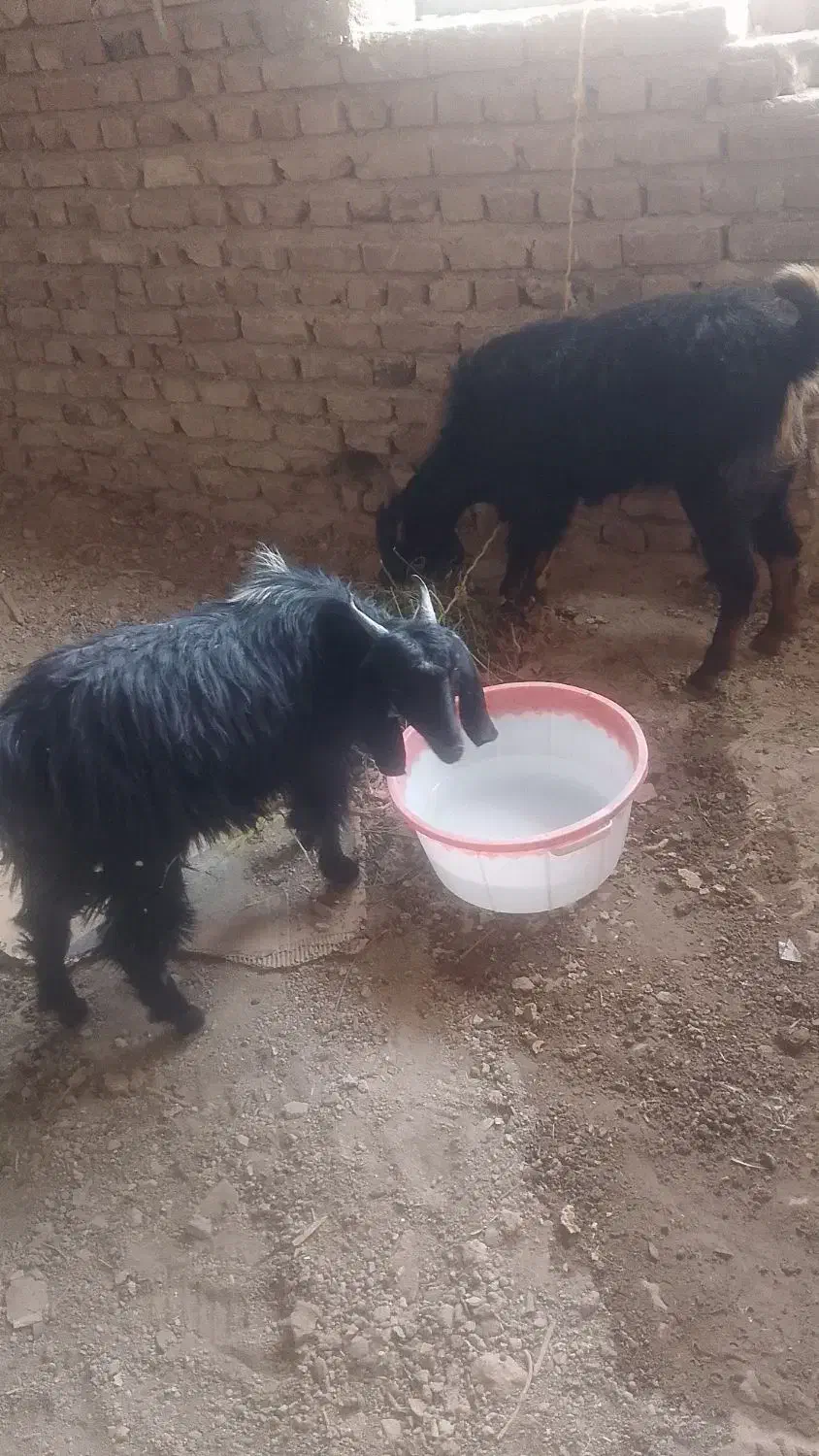 سلام بزفروشی هستن یا مشتری کنار میایم|حیوانات مزرعه|خاش, |دیوار