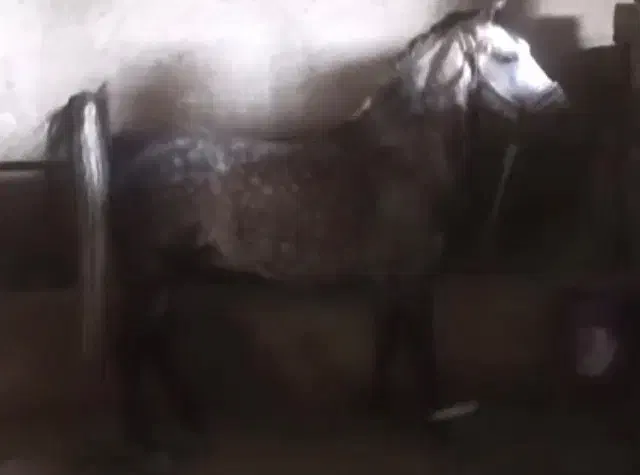 اسب نریون|اسب و تجهیزات اسب‌سواری|کشاورز, |دیوار