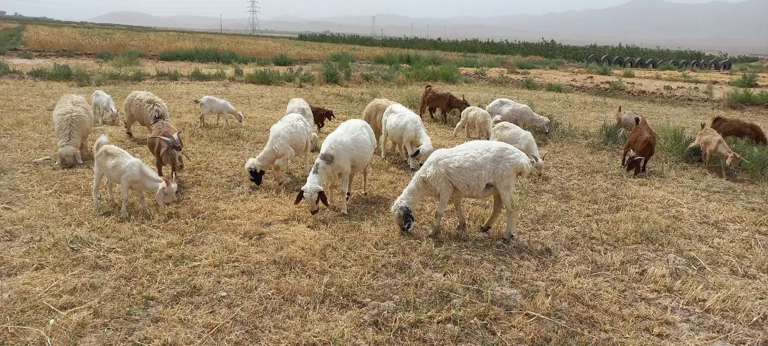 بز زاییده|حیوانات مزرعه|قائن, |دیوار