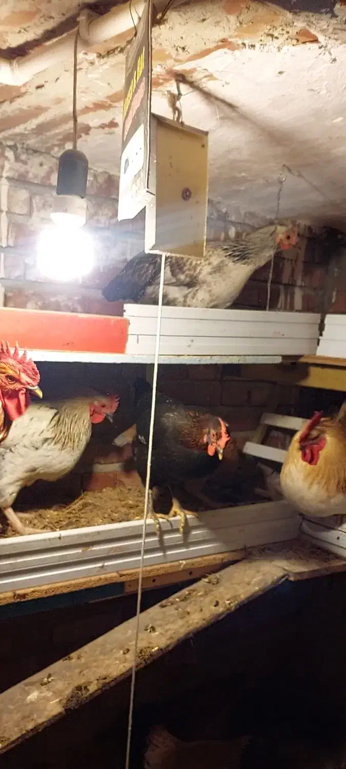 فروش مرغ و خروس|حیوانات مزرعه|ارومیه, |دیوار