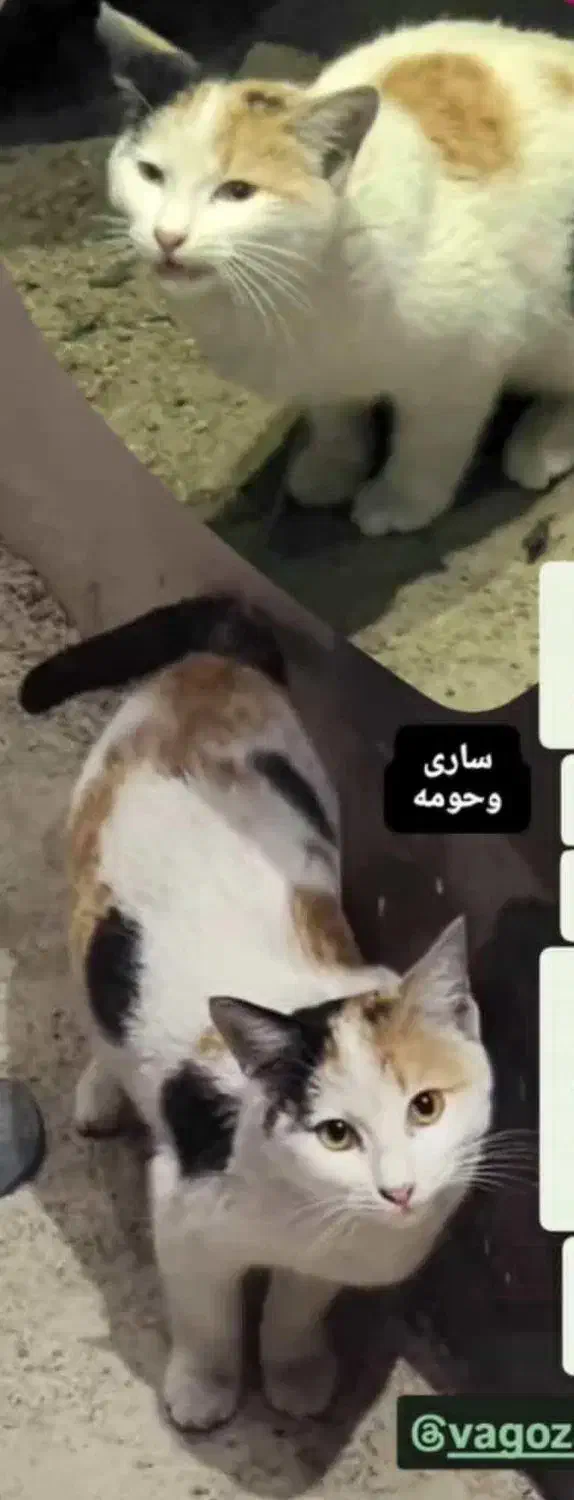 گربه|گربه|ساری, |دیوار