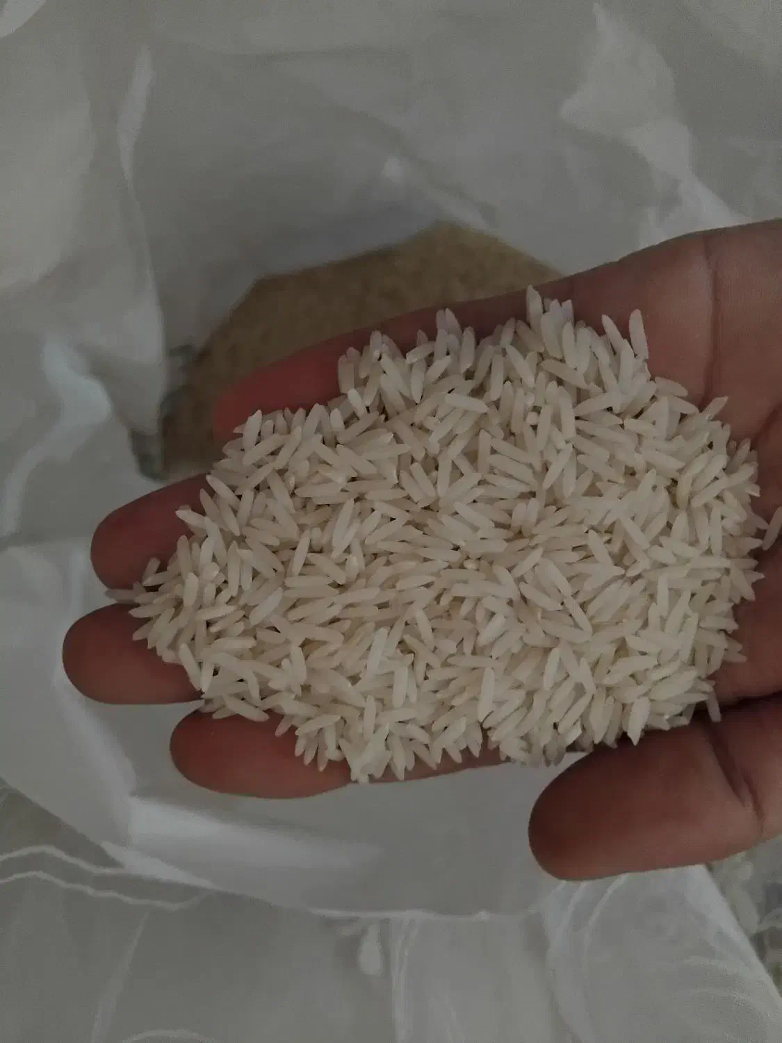 برنج هاشمی و سوزنی و صدری|خوردنی و آشامیدنی|کوچصفهان, |دیوار