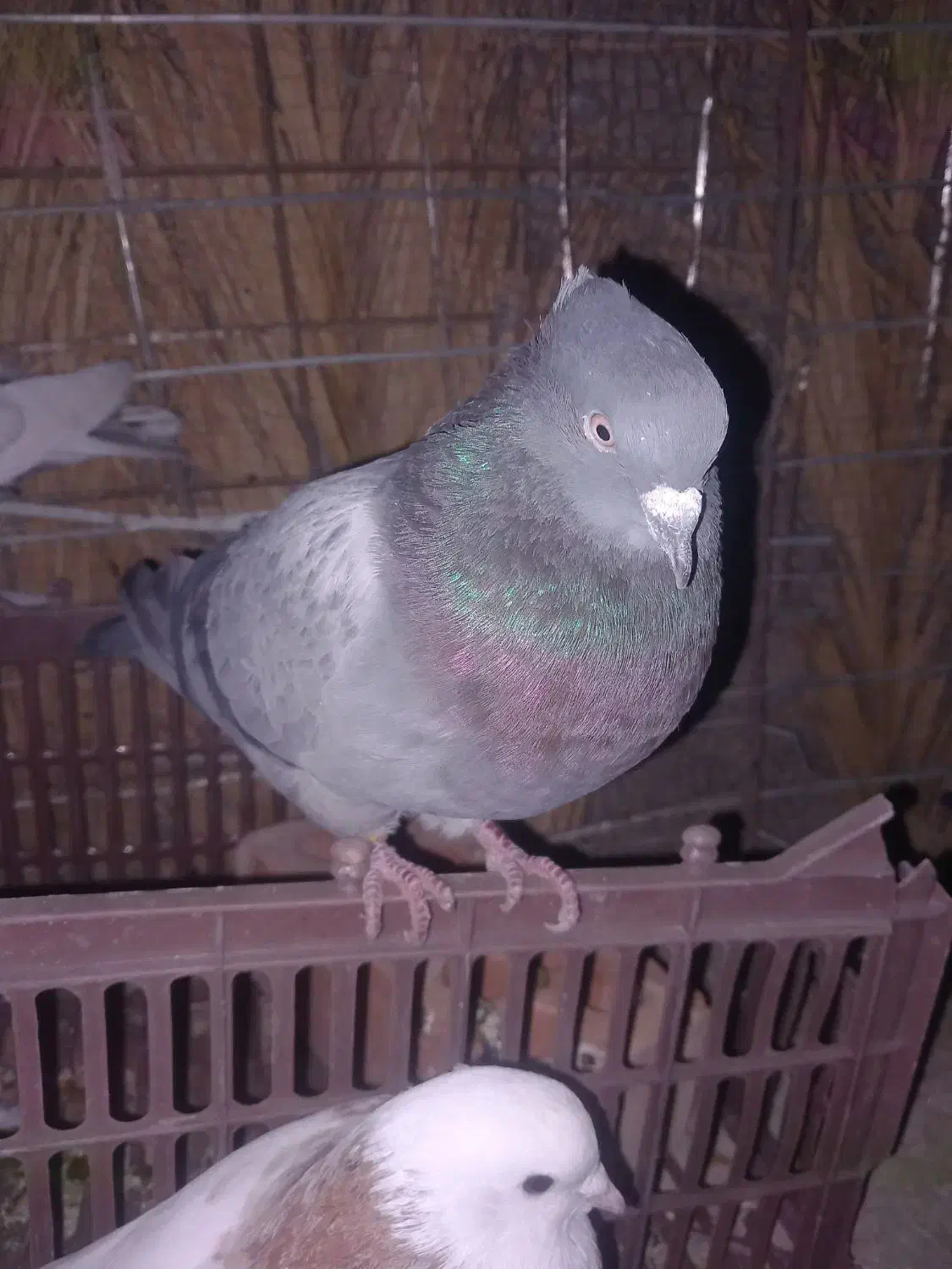 کفتر معاوضه|پرنده|نرماشیر, |دیوار