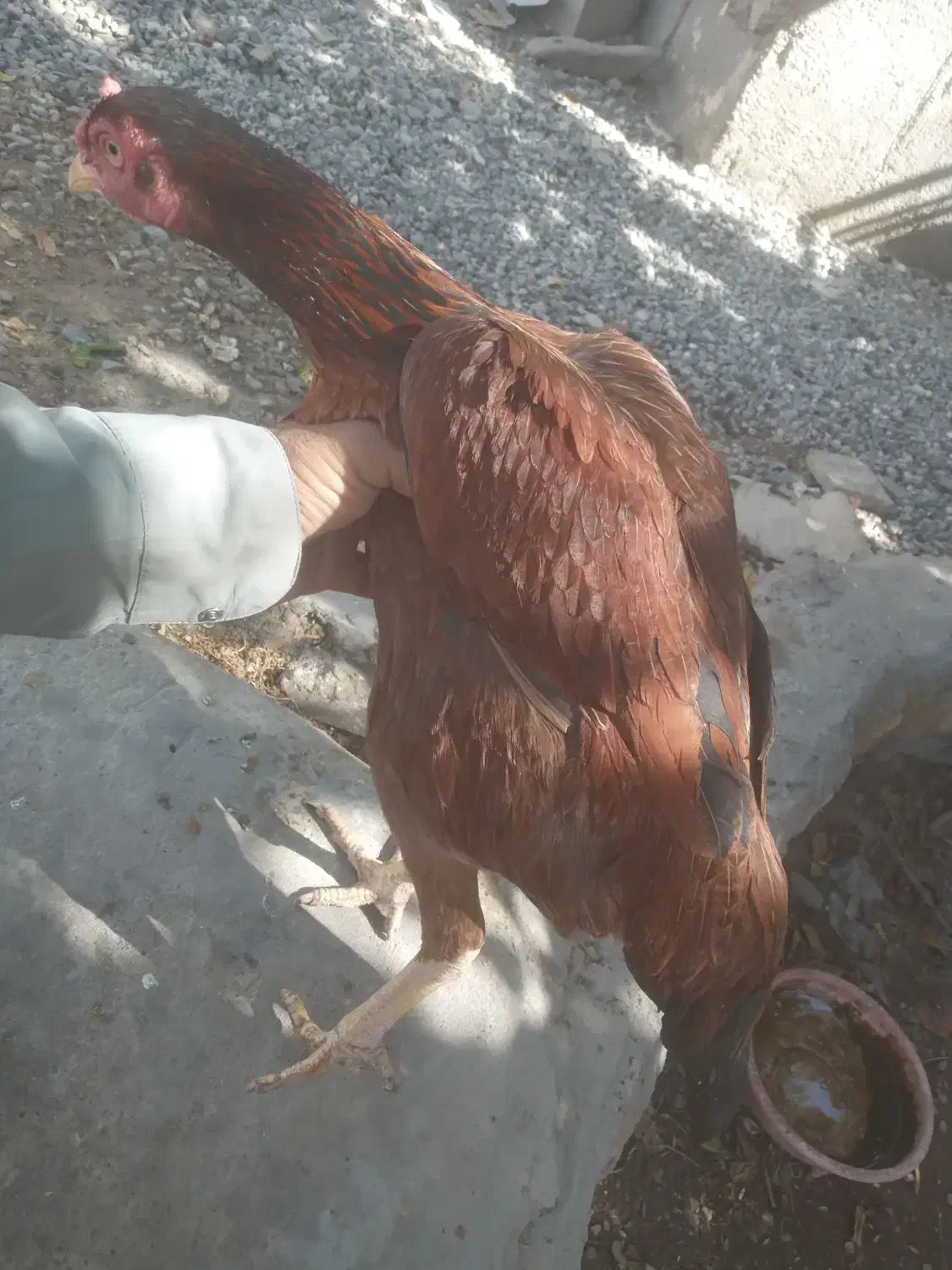 مرغ|حیوانات مزرعه|ایرانشهر, |دیوار