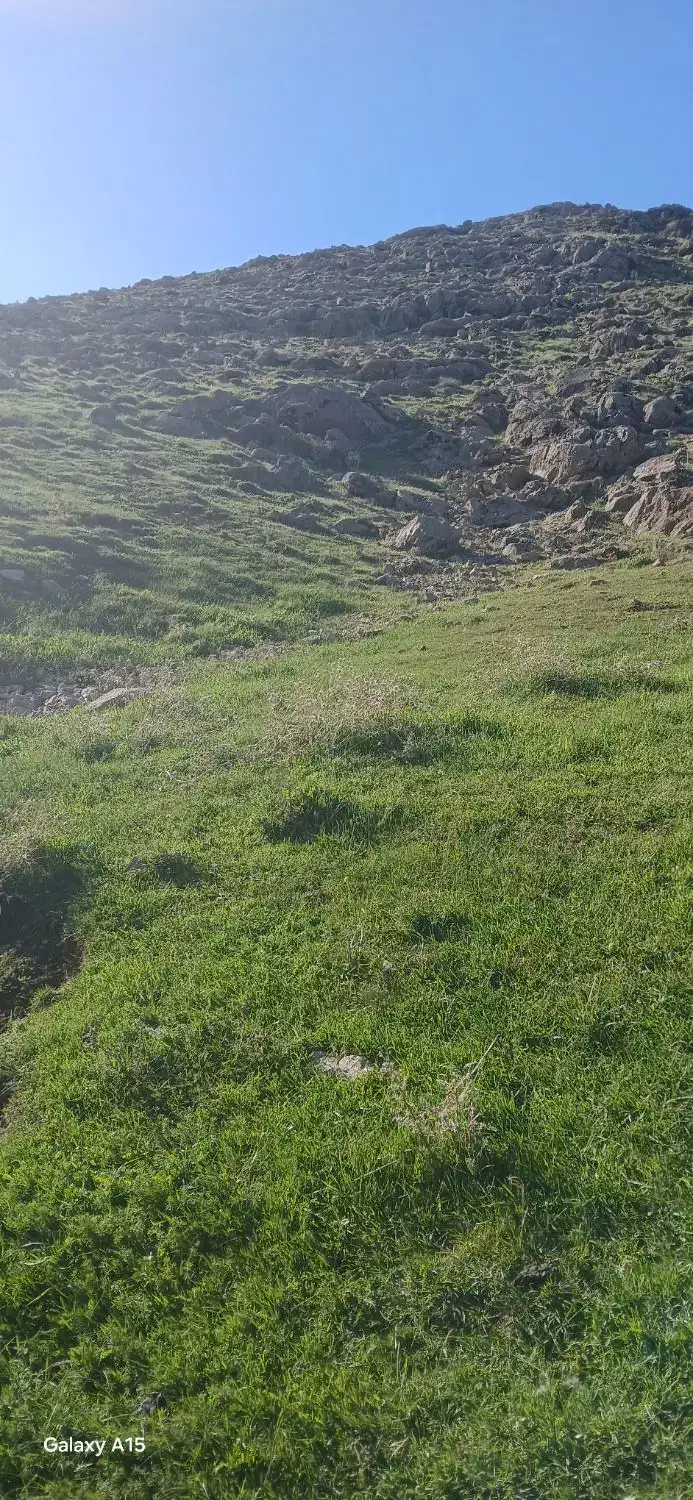 گوساله ماده|حیوانات مزرعه|سنقر, |دیوار